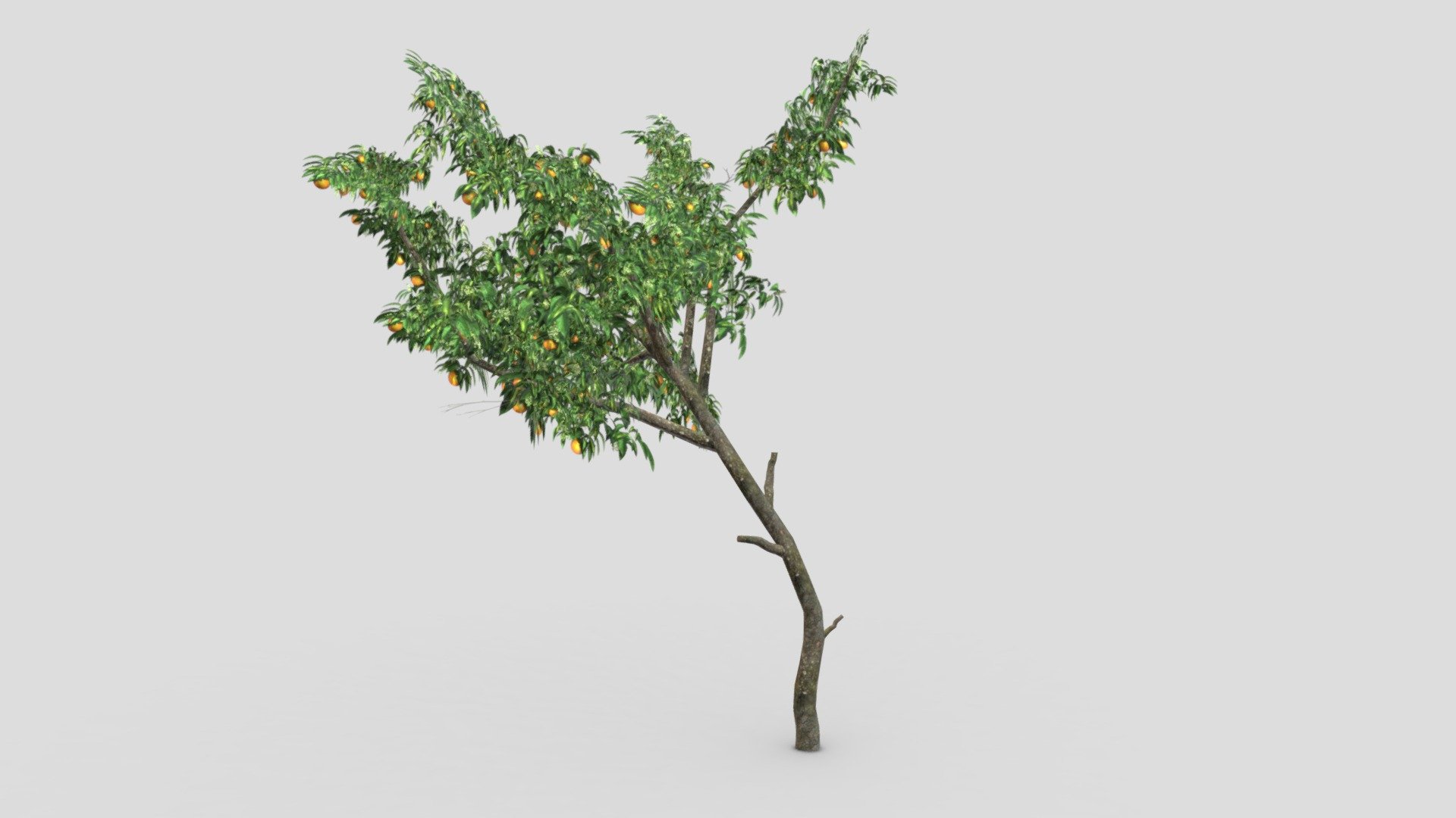 Orange Tree- S06 3d model