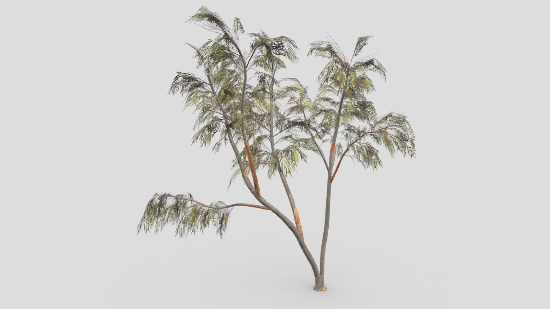 Eucalyptus Tree- 14 3d model