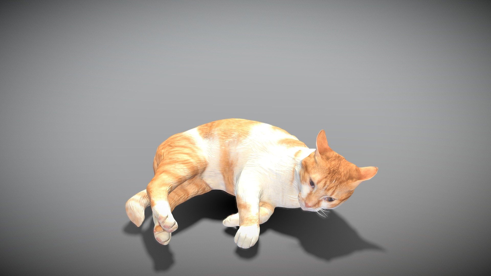 Lying cat 43 3d model