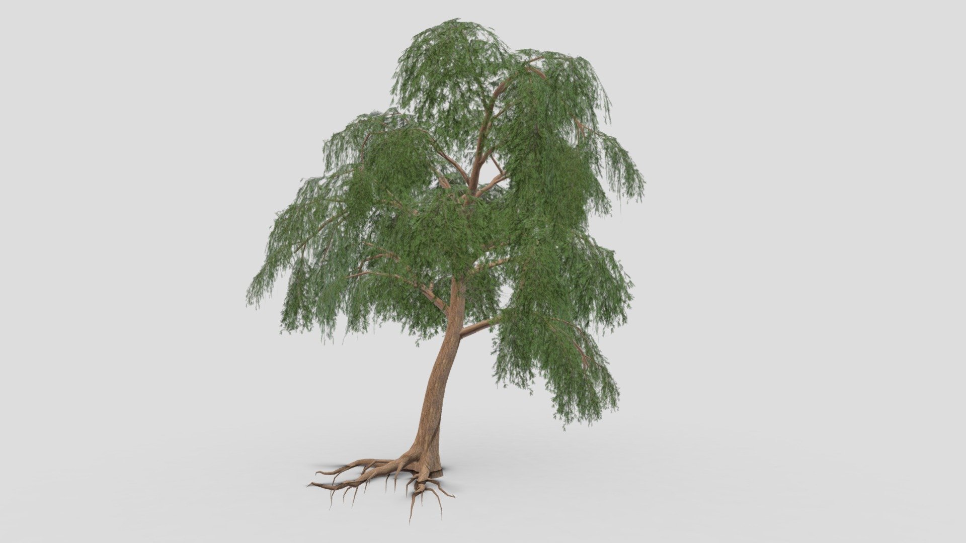 Prosopis Tree- 08 3d model