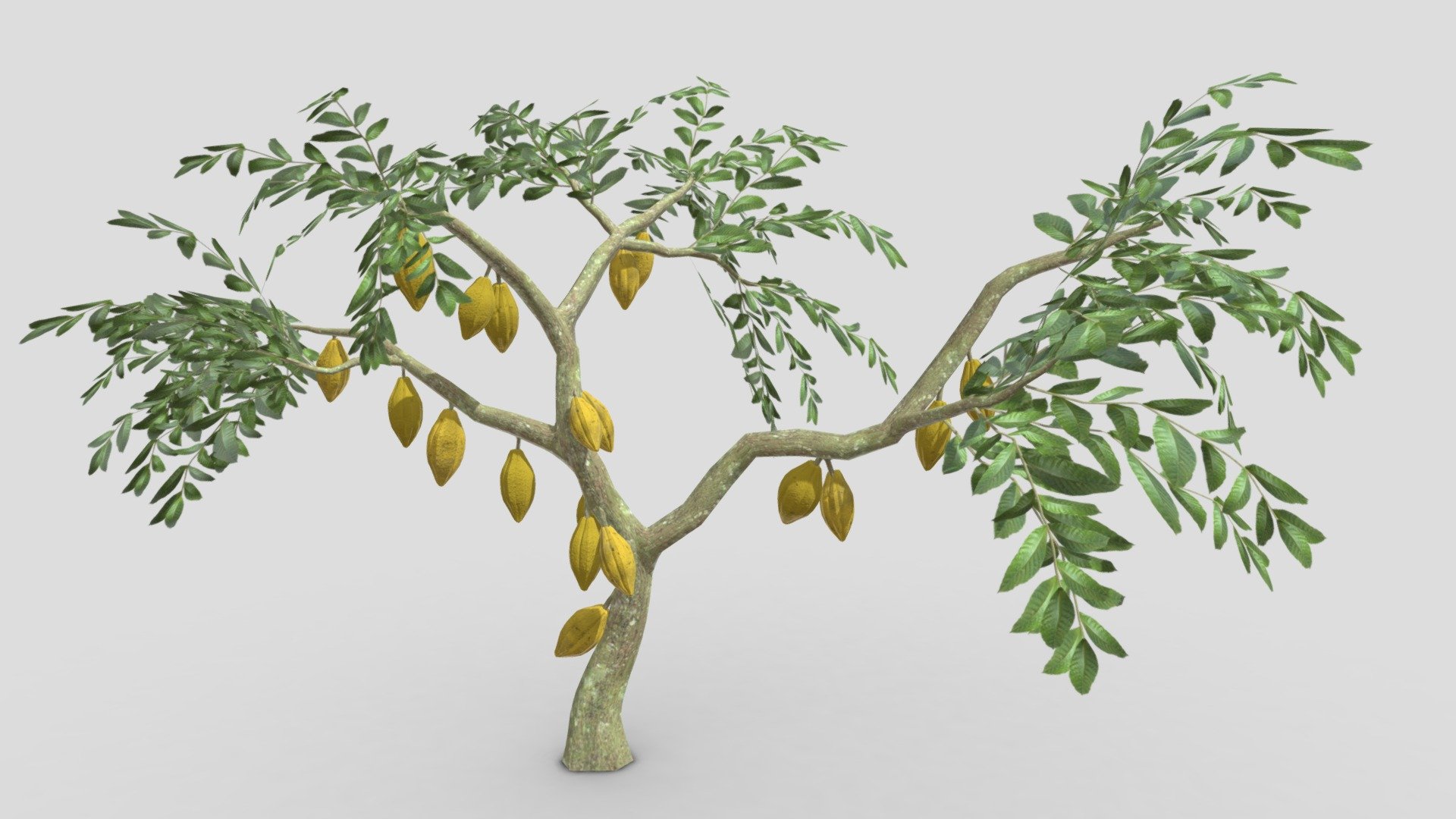 Cacao Tree( Yellow Fruit)- 07 3d model