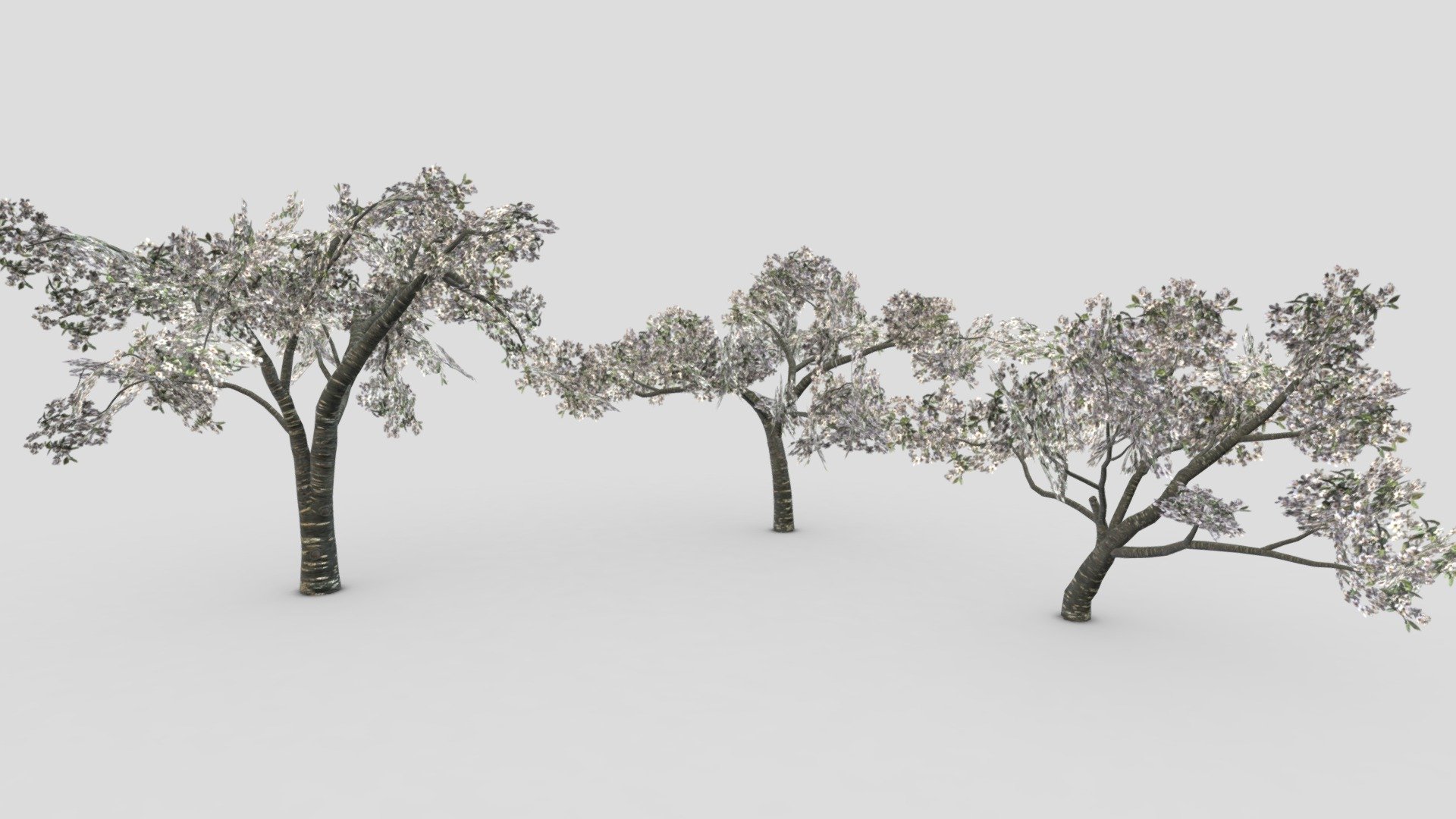 Cherry Blossoms Tree- Pack- 01 3d model