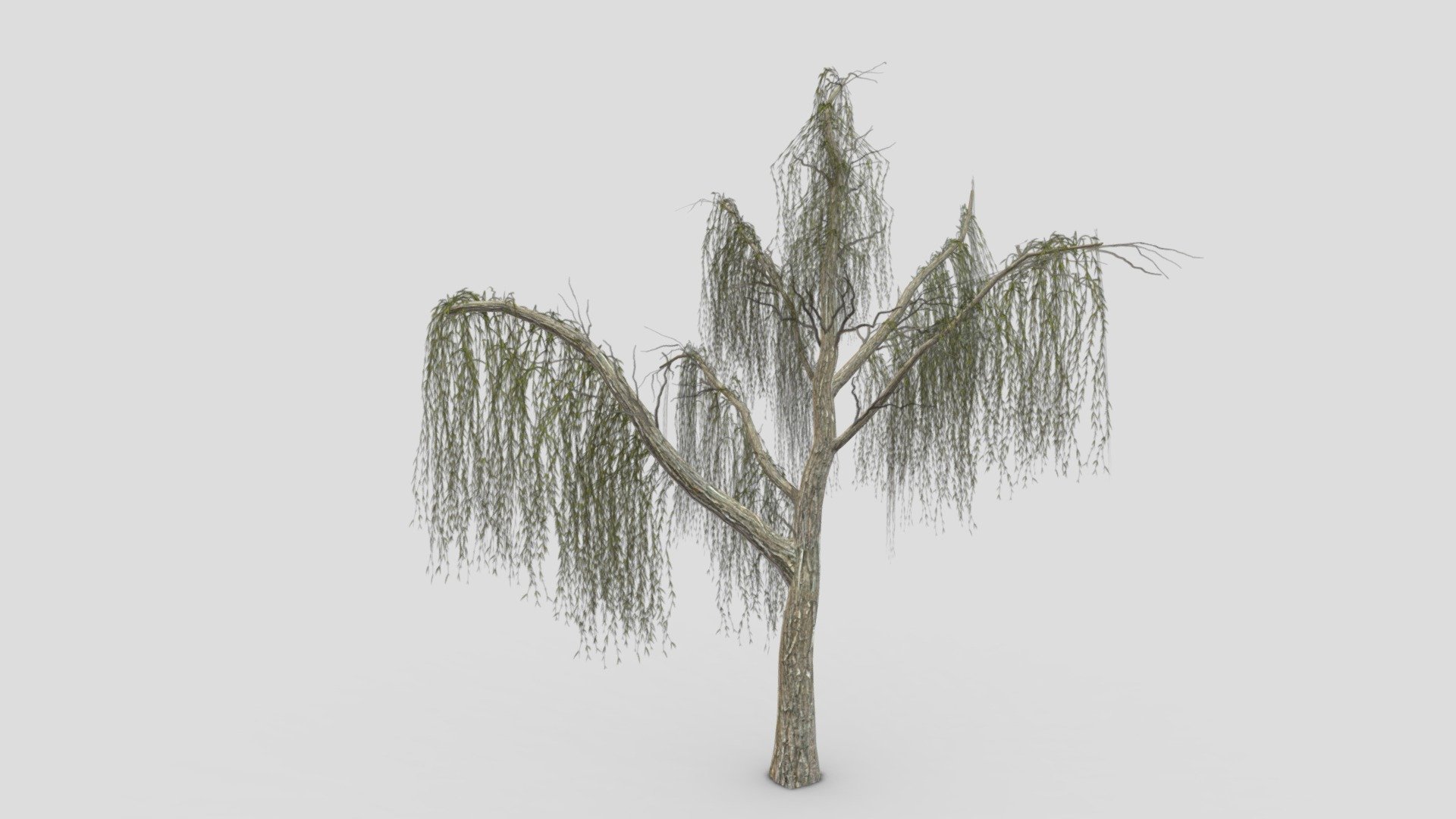 Weeping Willow Tree-15 3d model