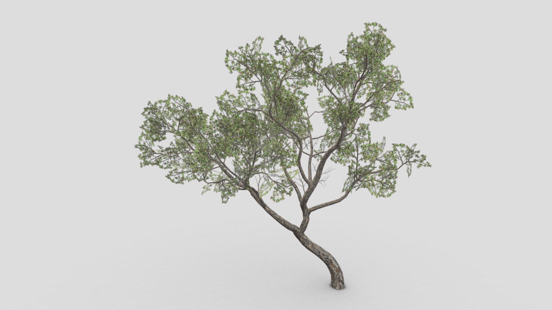 Brazilian Pequi Tree- 02 3d model