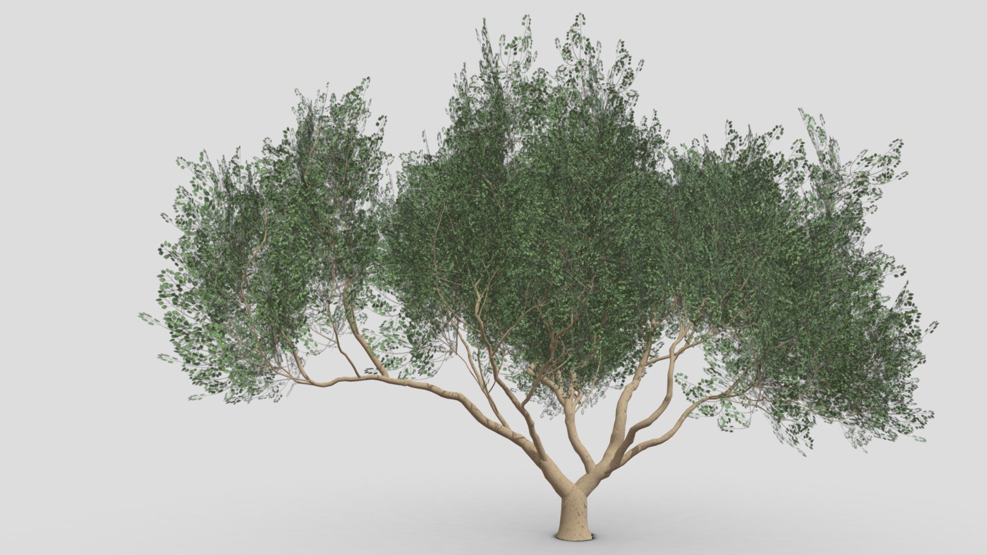 Ficus Benjamina Tree-S06 3d model