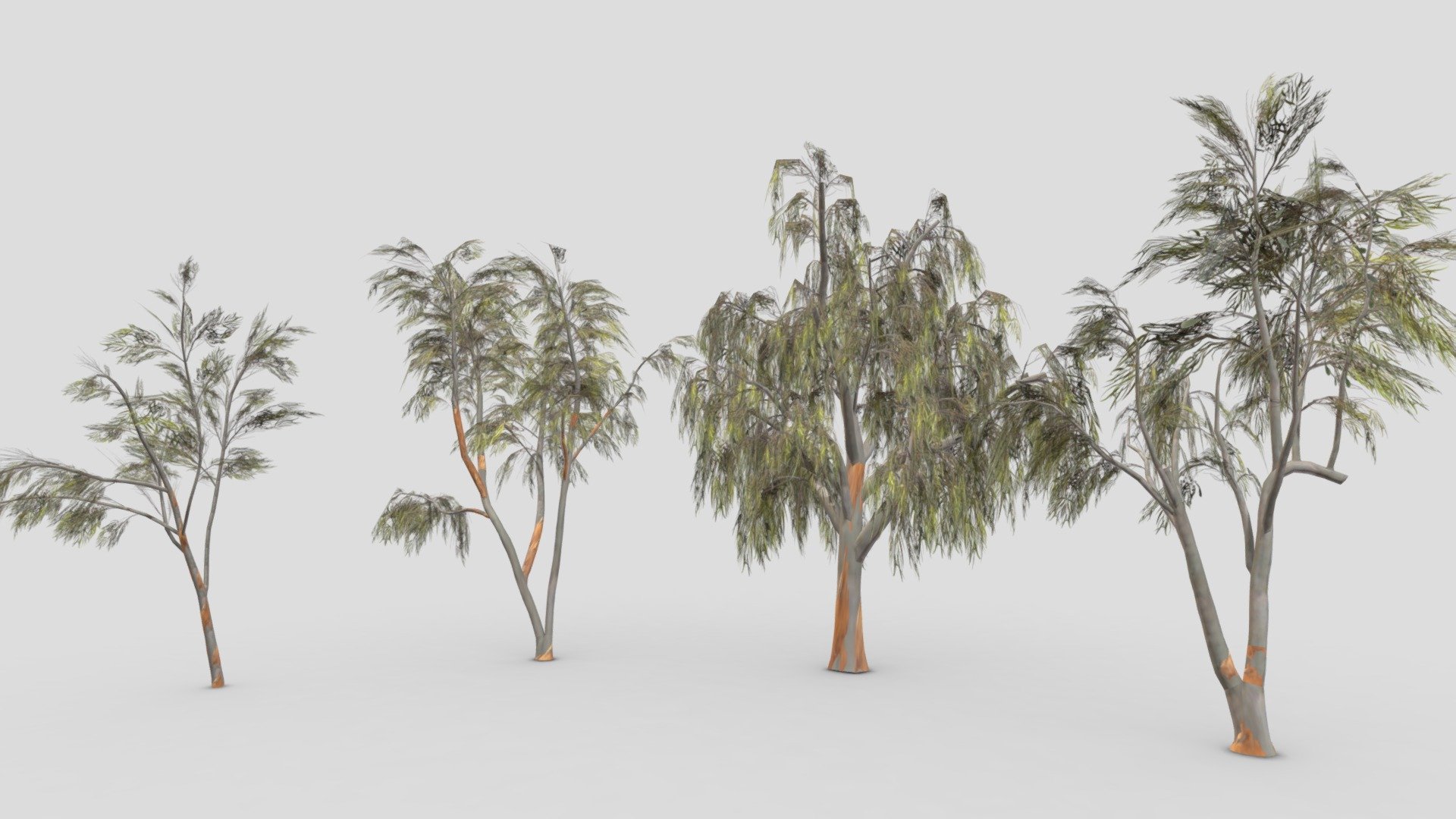 Eucalyptus Tree- Pack- 04 3d model