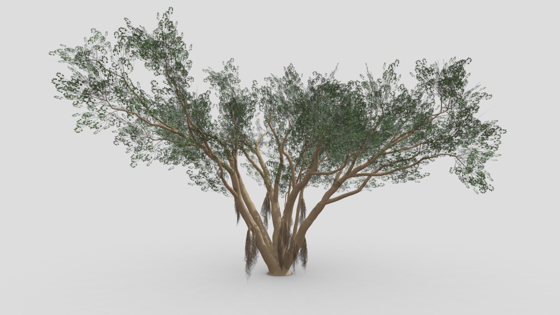 Ficus Benjamina Tree-S19 3d model