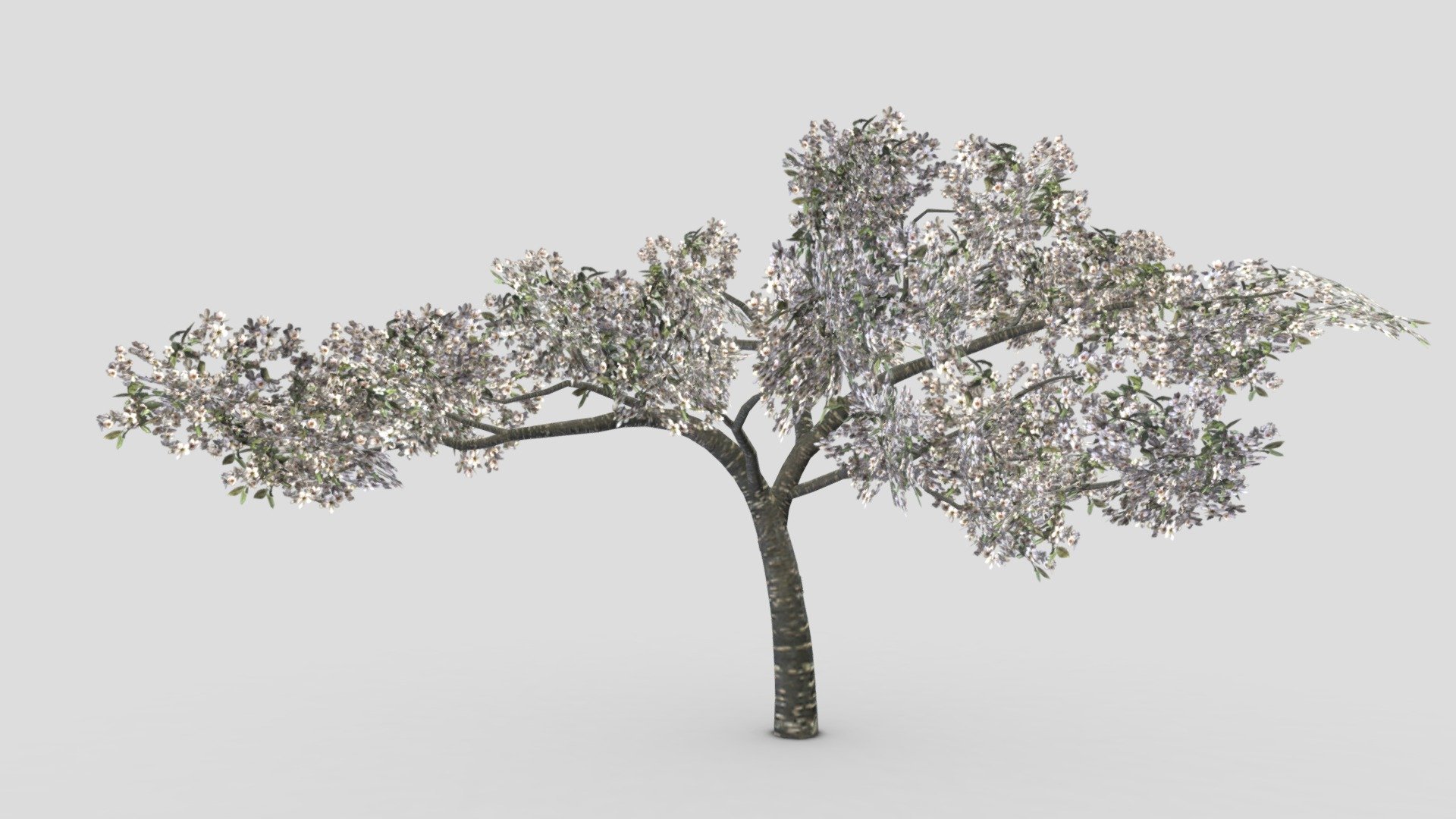 Cherry Blossoms Tree- 02 3d model