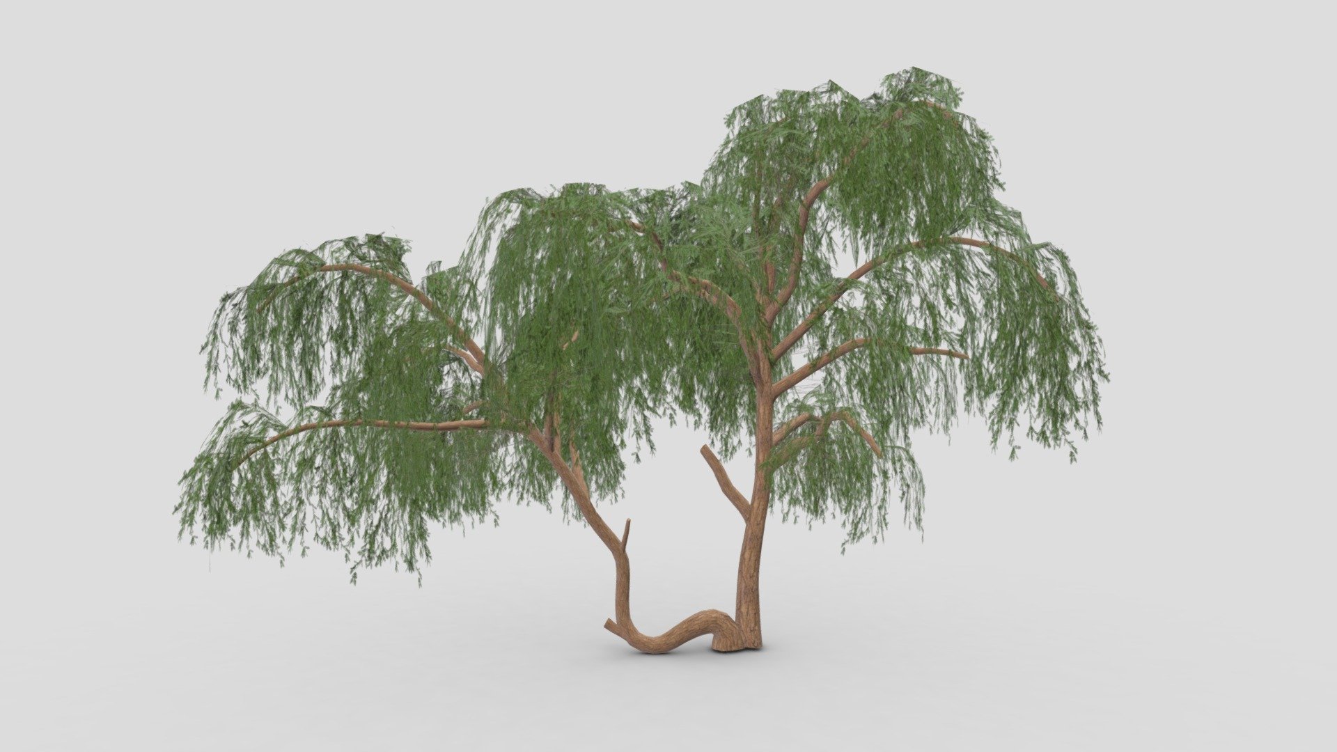 Prosopis Tree- 01 3d model