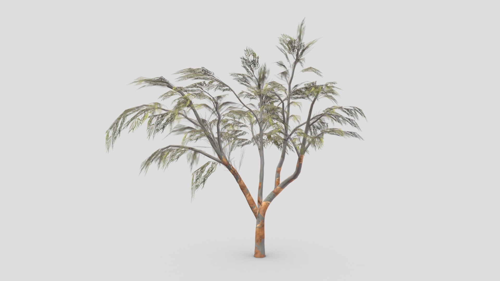 Eucalyptus Tree- 19 3d model