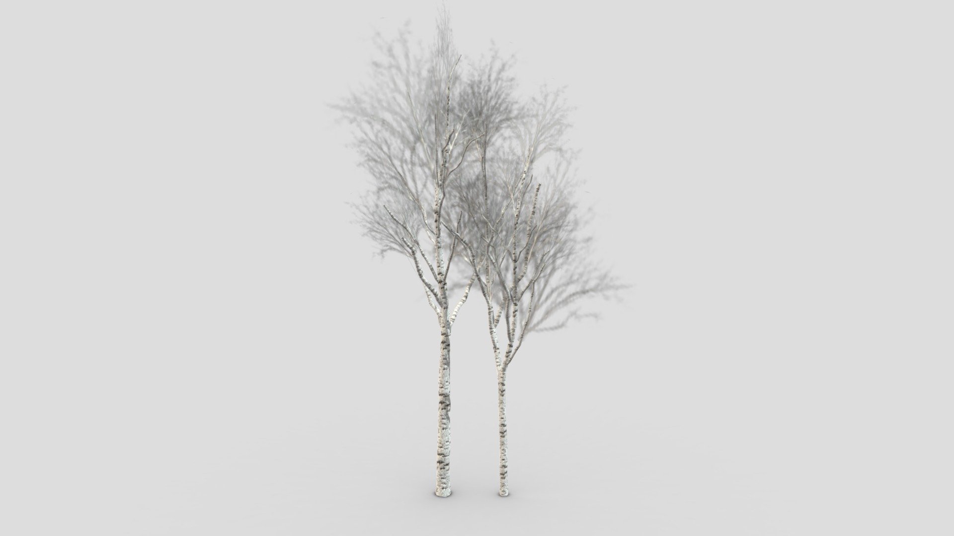 White Birch Tree-ST-36 3d model