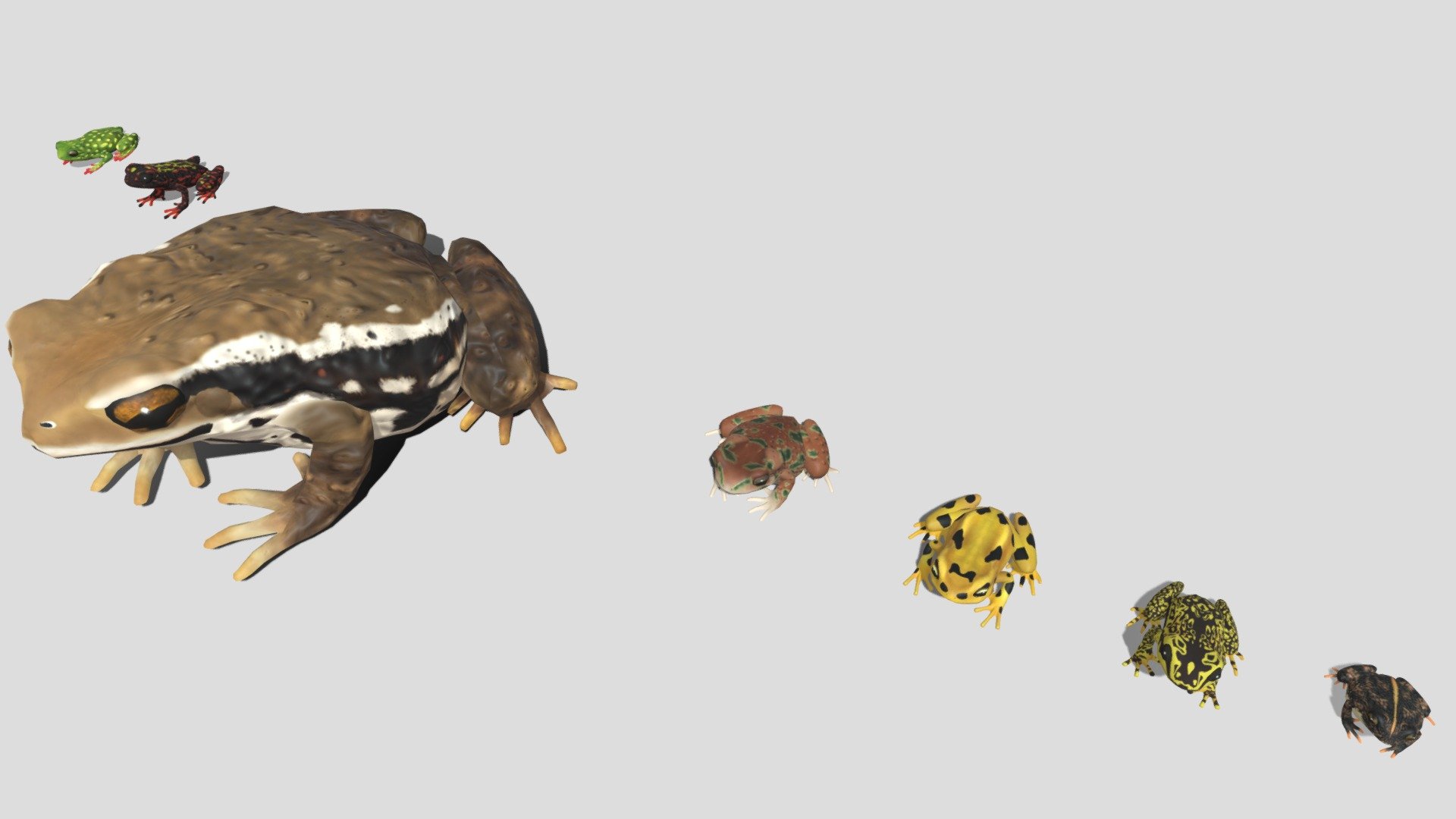 7 kinds of toad 3d model