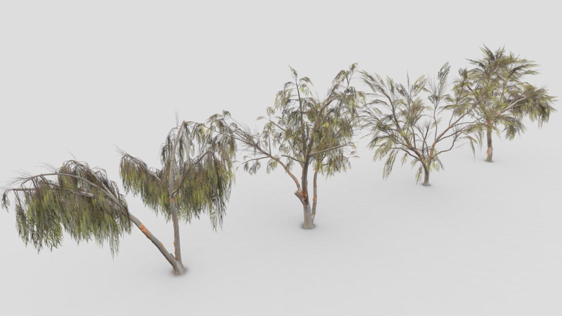 Eucalyptus Tree- Pack- 02 3d model