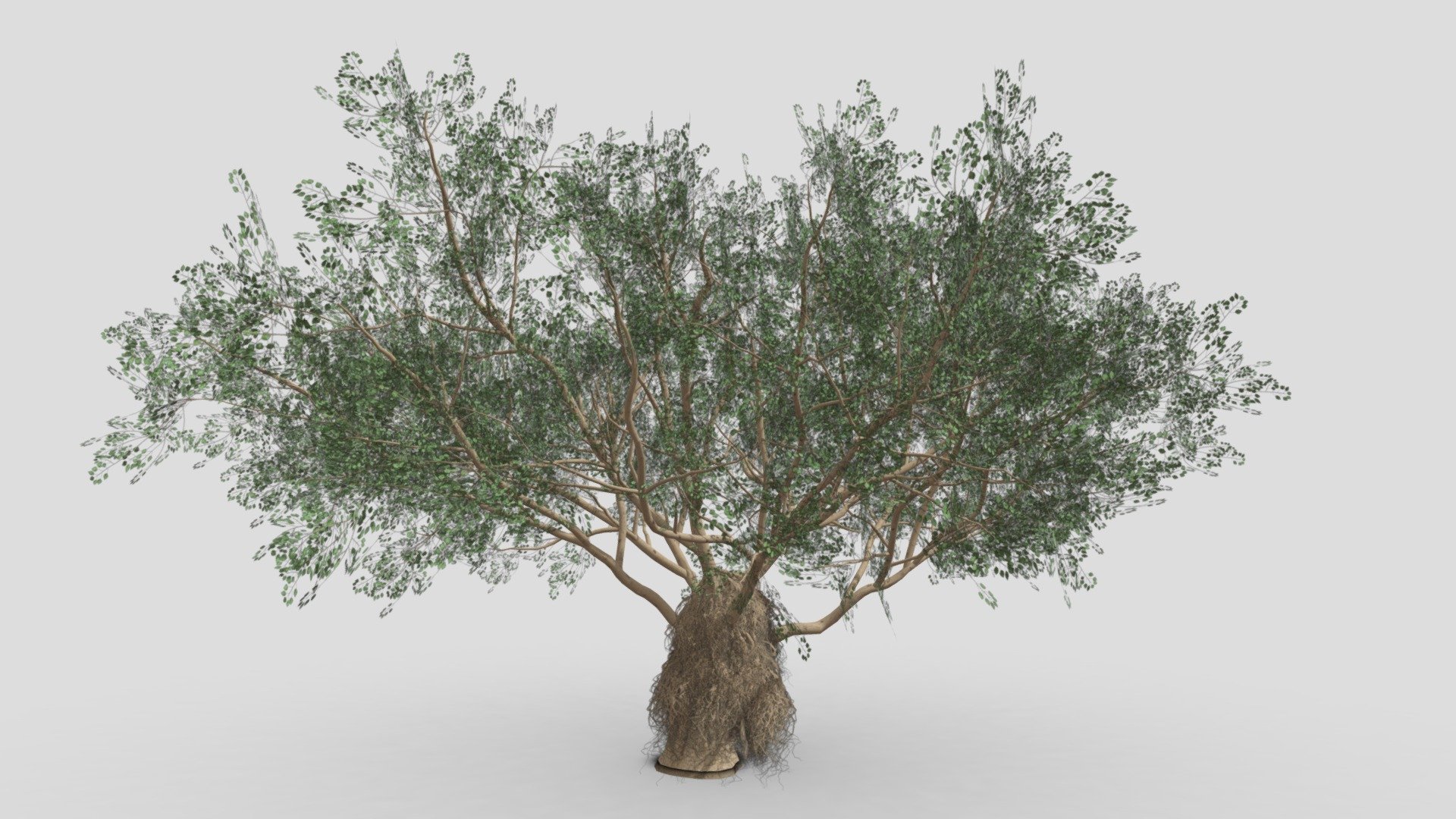 Ficus Benjamina Tree-S05 3d model