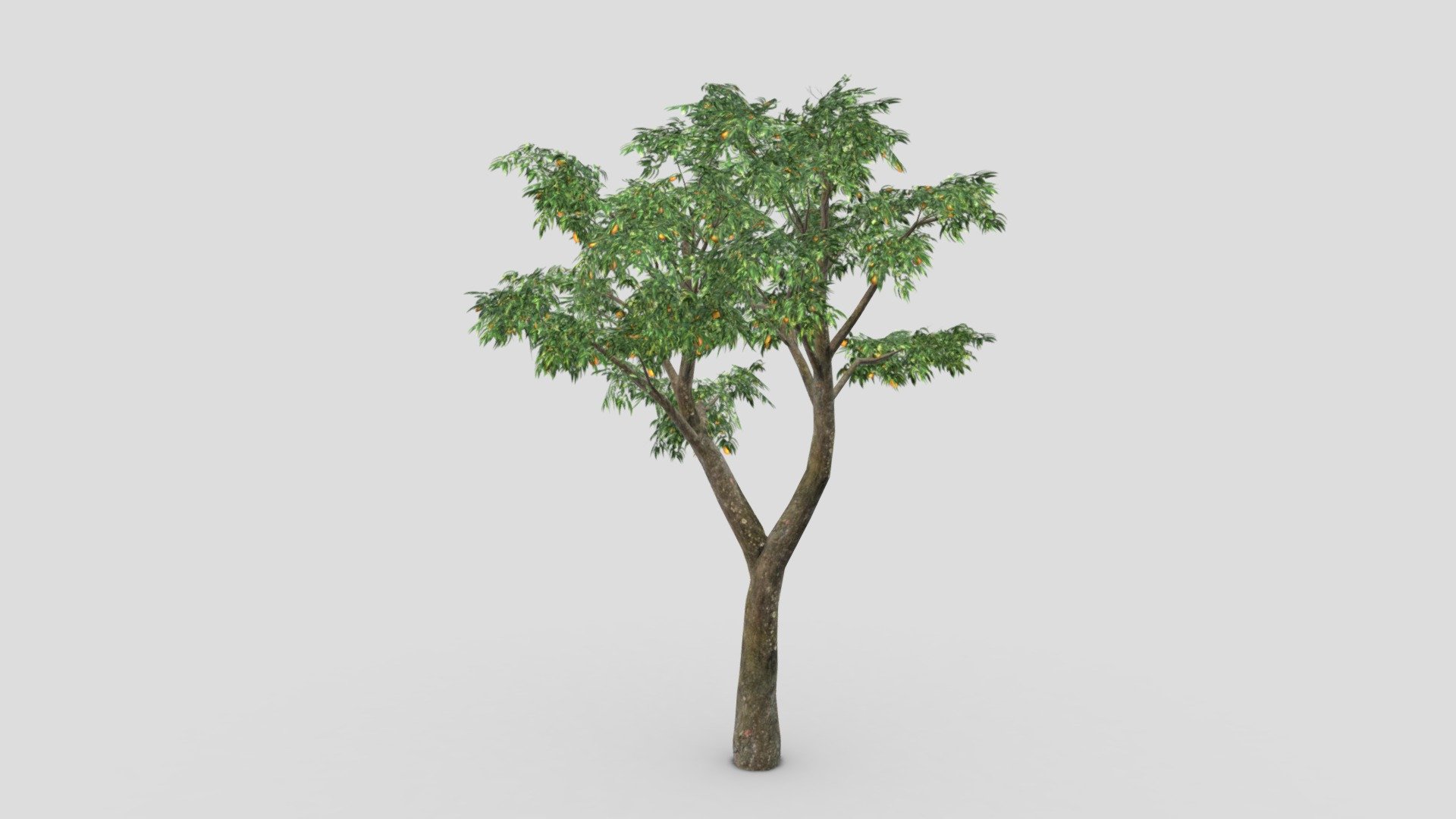 Orange Tree- S05 3d model