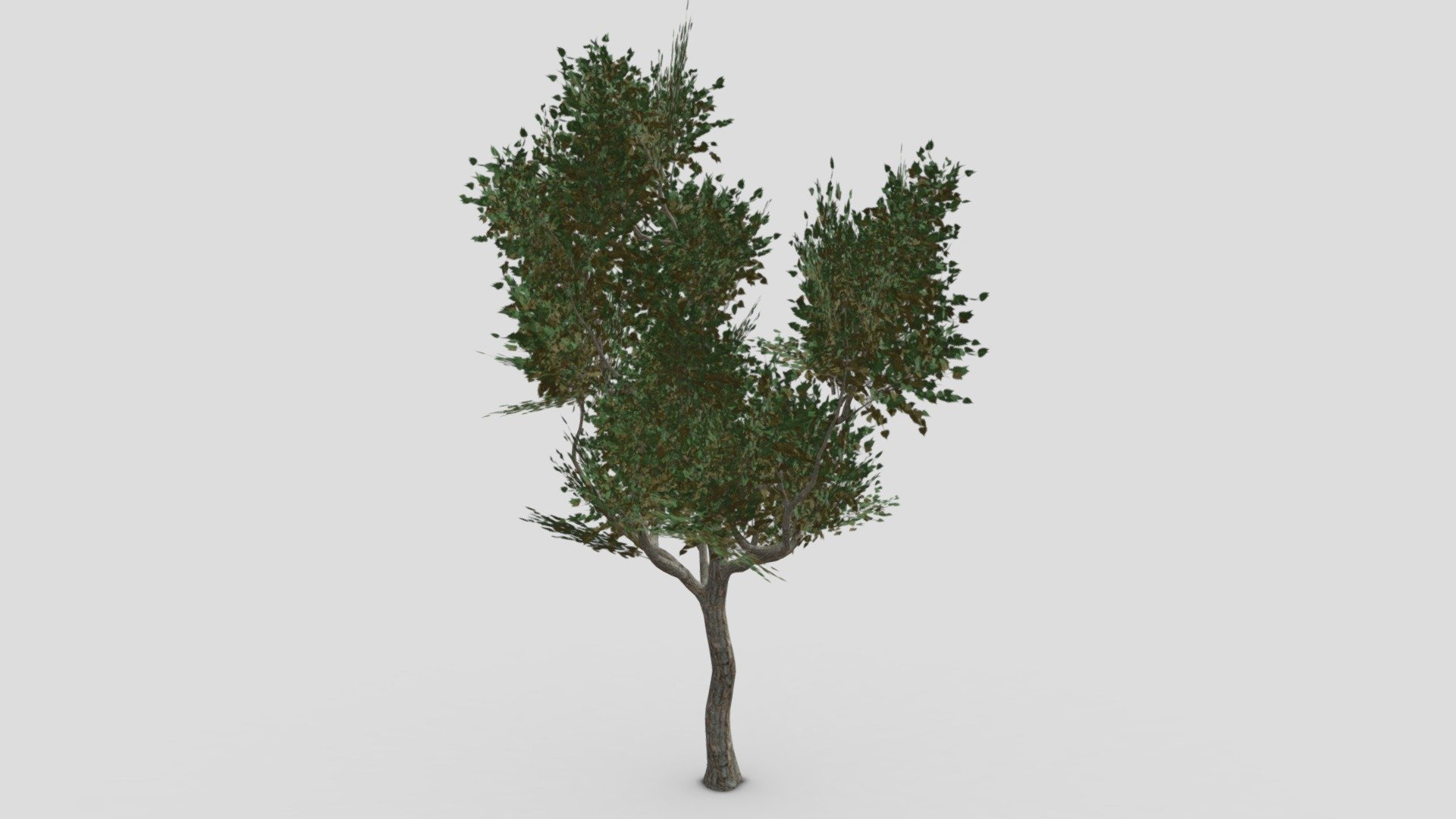 River birch-SK-13 3d model