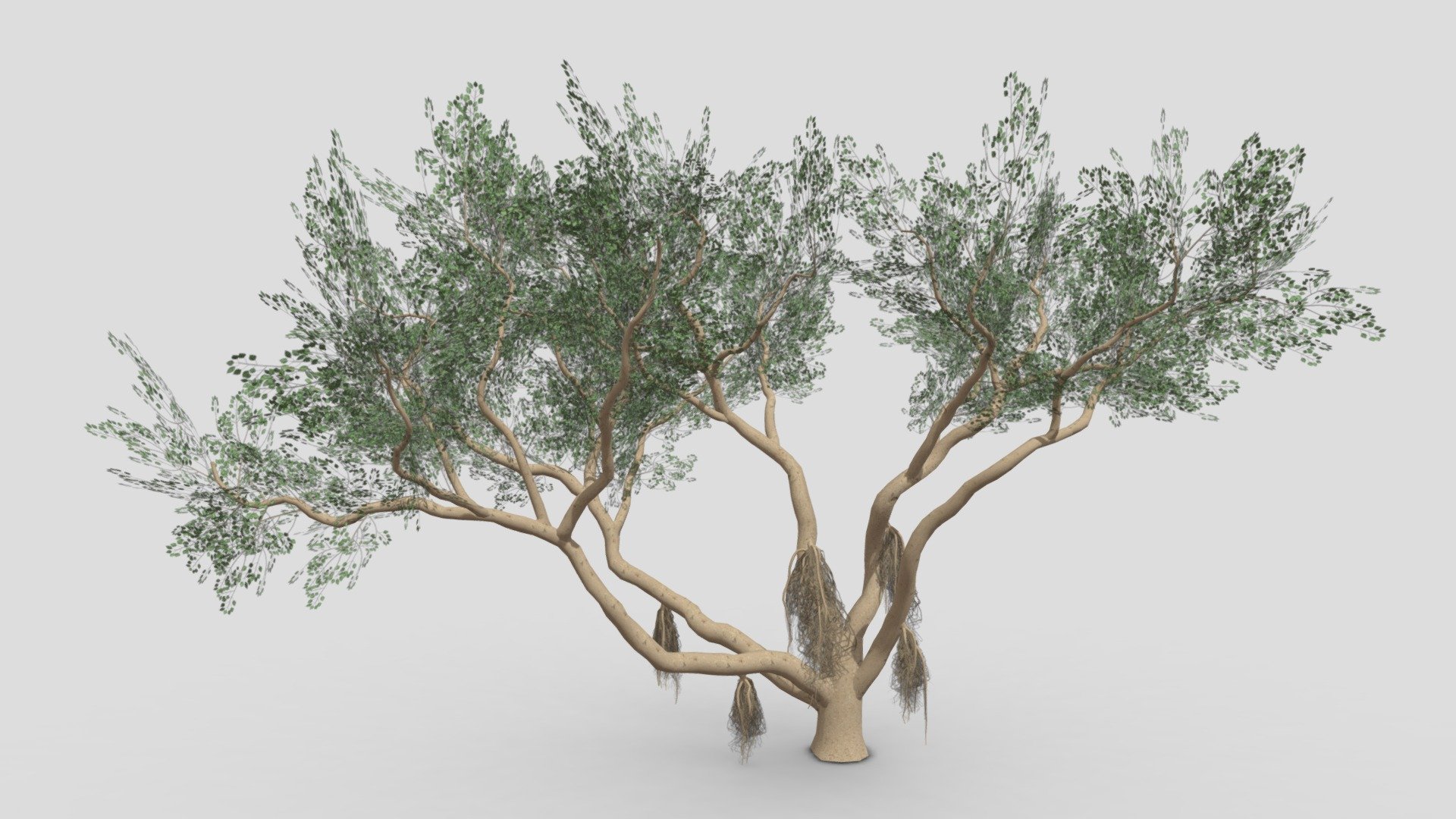 Ficus Benjamina Tree-S17 3d model