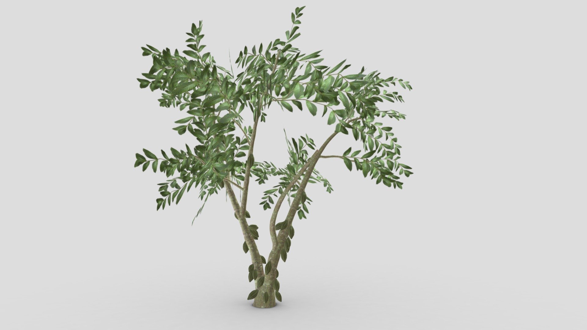 Cacao Tree( Green Fruit)- 08 3d model