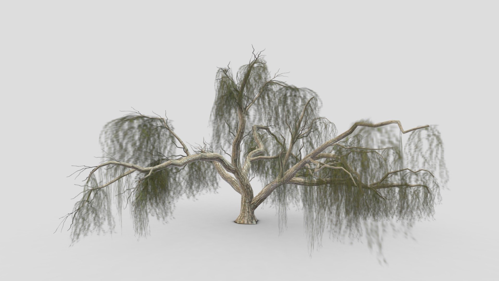 Weeping willow-18 3d model