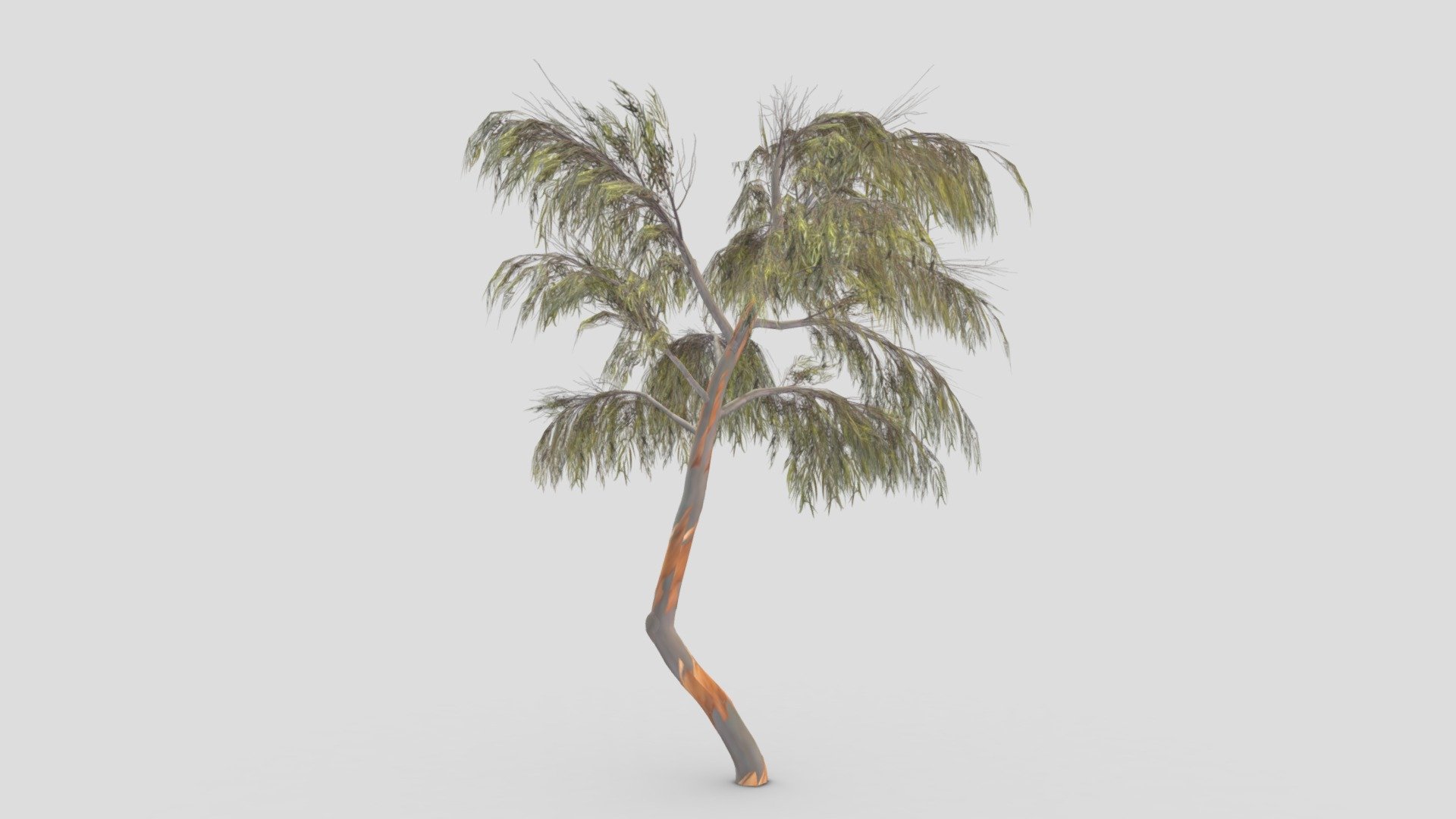 Eucalyptus Tree- 12 3d model