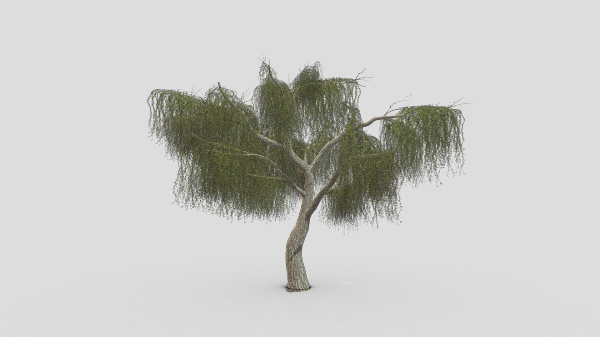 Weeping Willow Tree-13 3d model