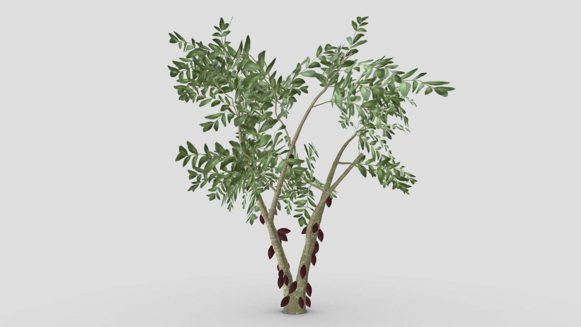 Cacao Tree( Brown Fruit)- 08 3d model