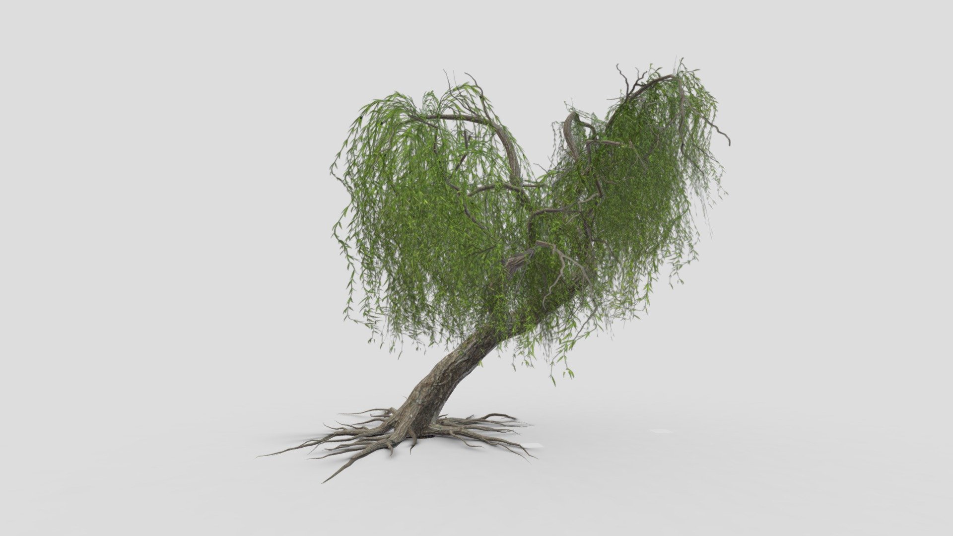 Weeping Willow Tree-05 3d model