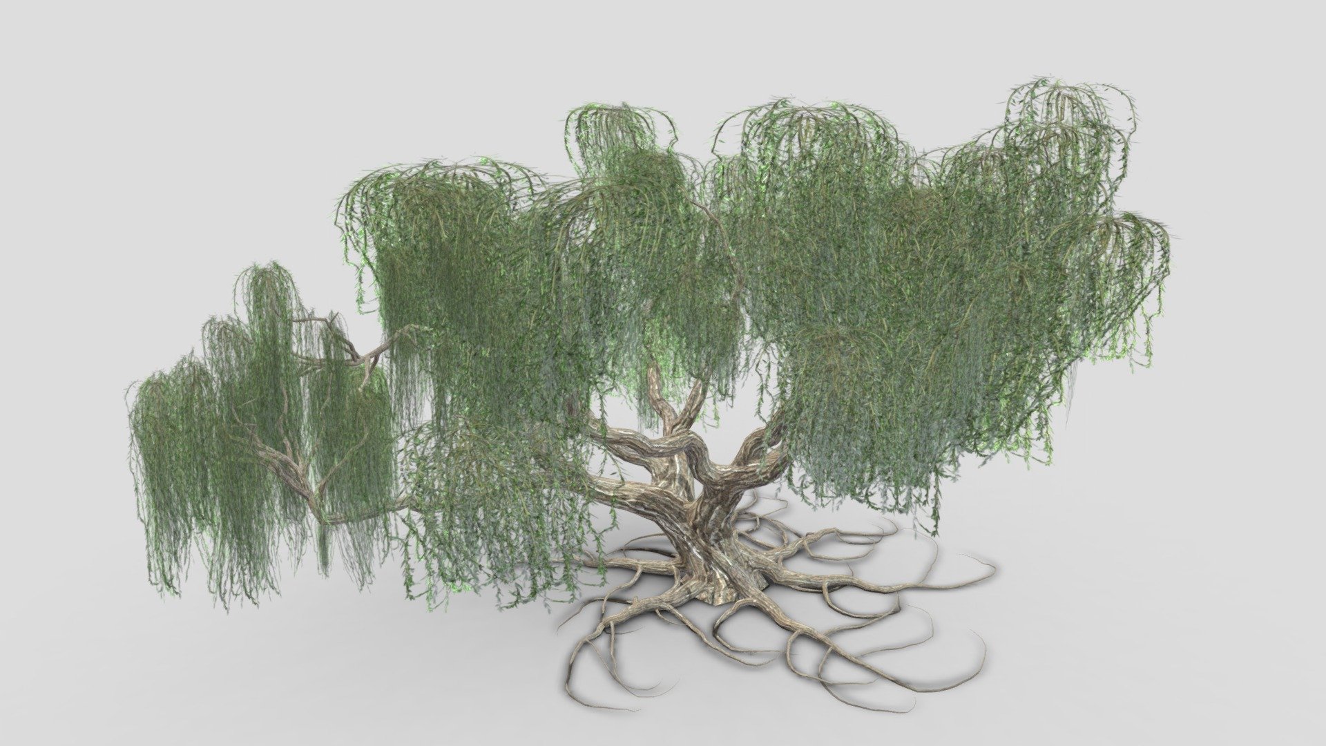 Weeping Willow Tree-S2 3d model