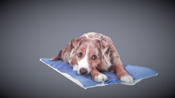 "Sandy"  Australian Shepard 3D scanned Nov 2015