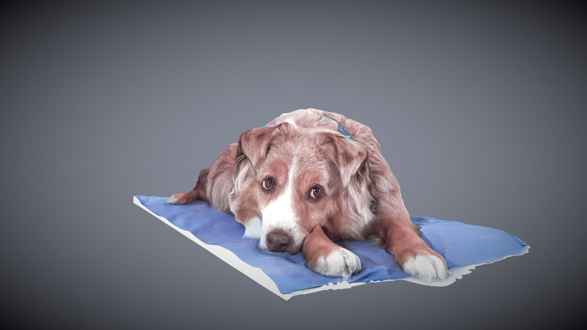 "Sandy"  Australian Shepard 3D scanned Nov 2015 3d model