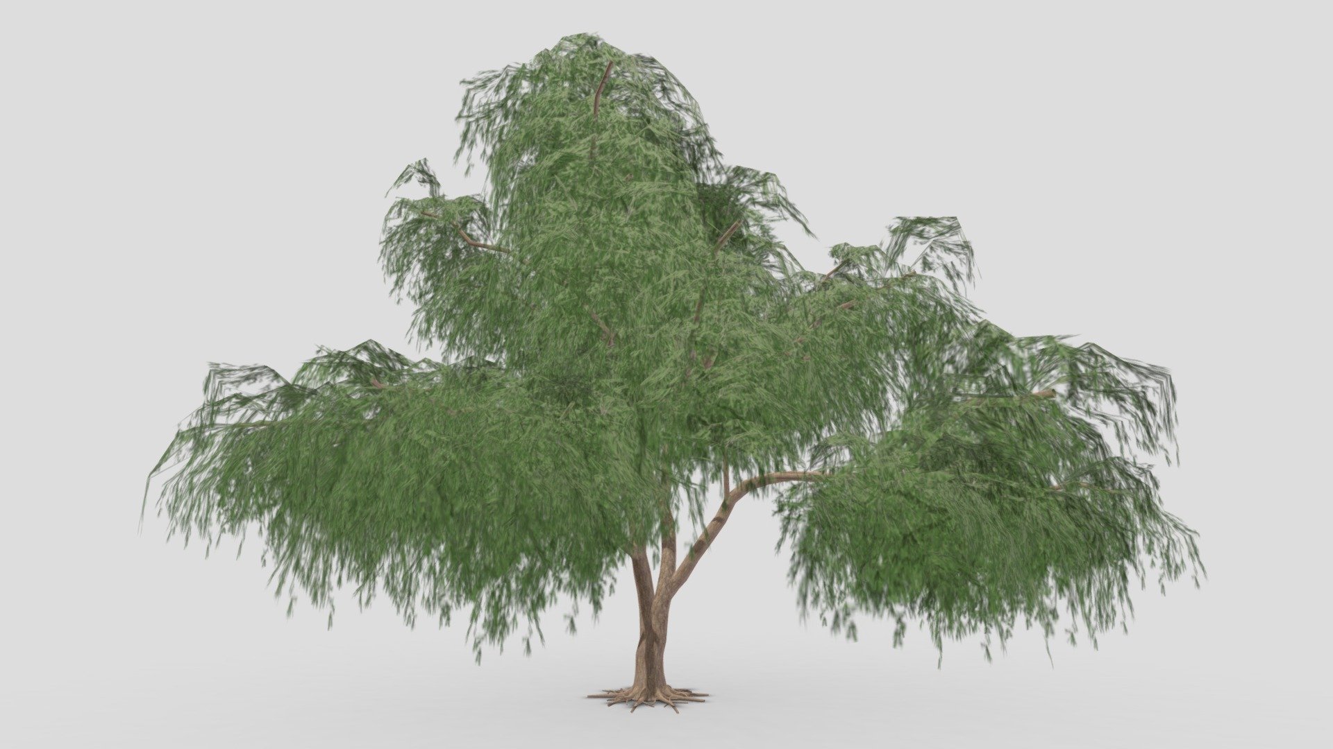 Prosopis Tree- 02 3d model