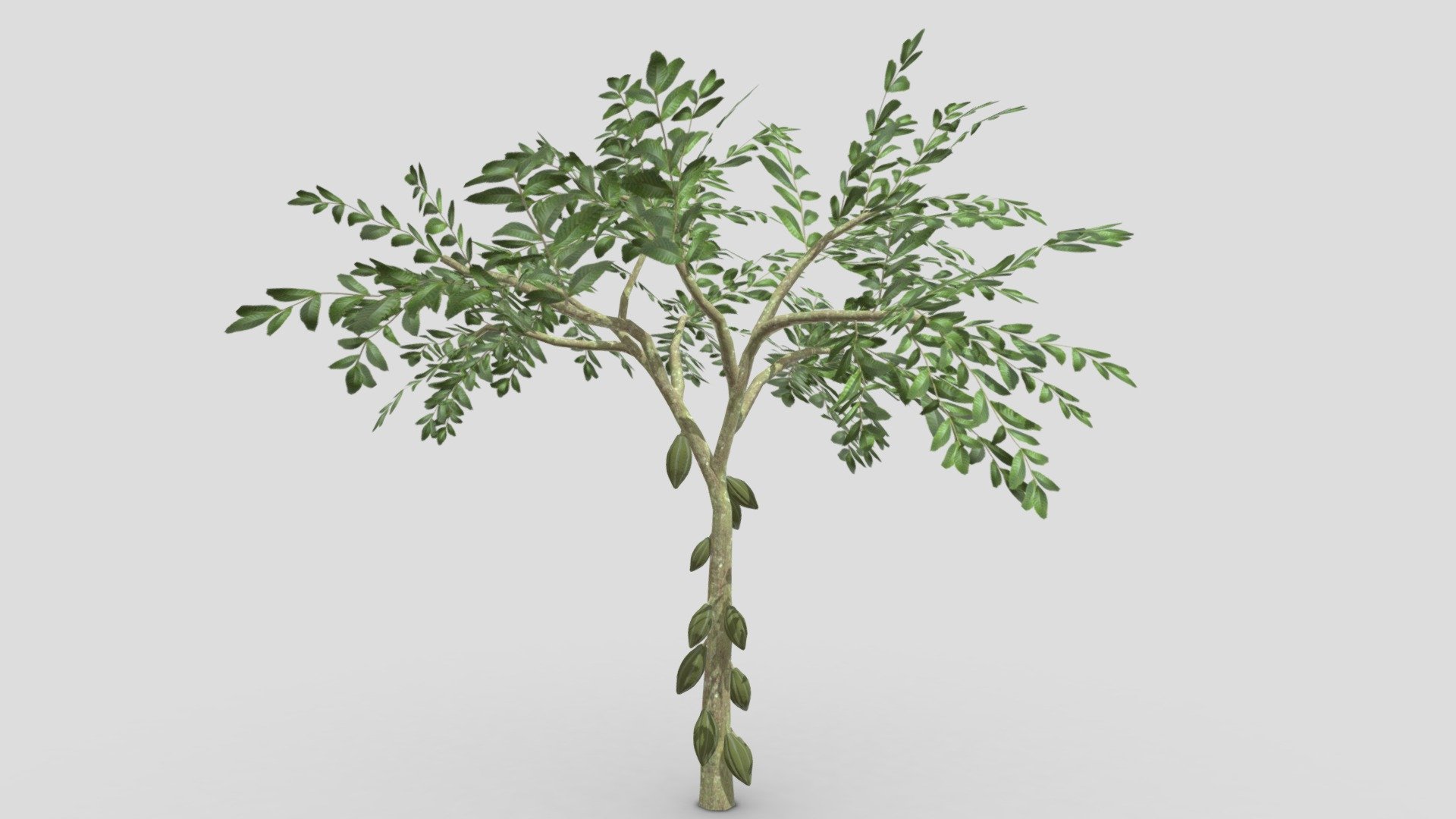 Cacao Tree( Green Fruit)- 04 3d model