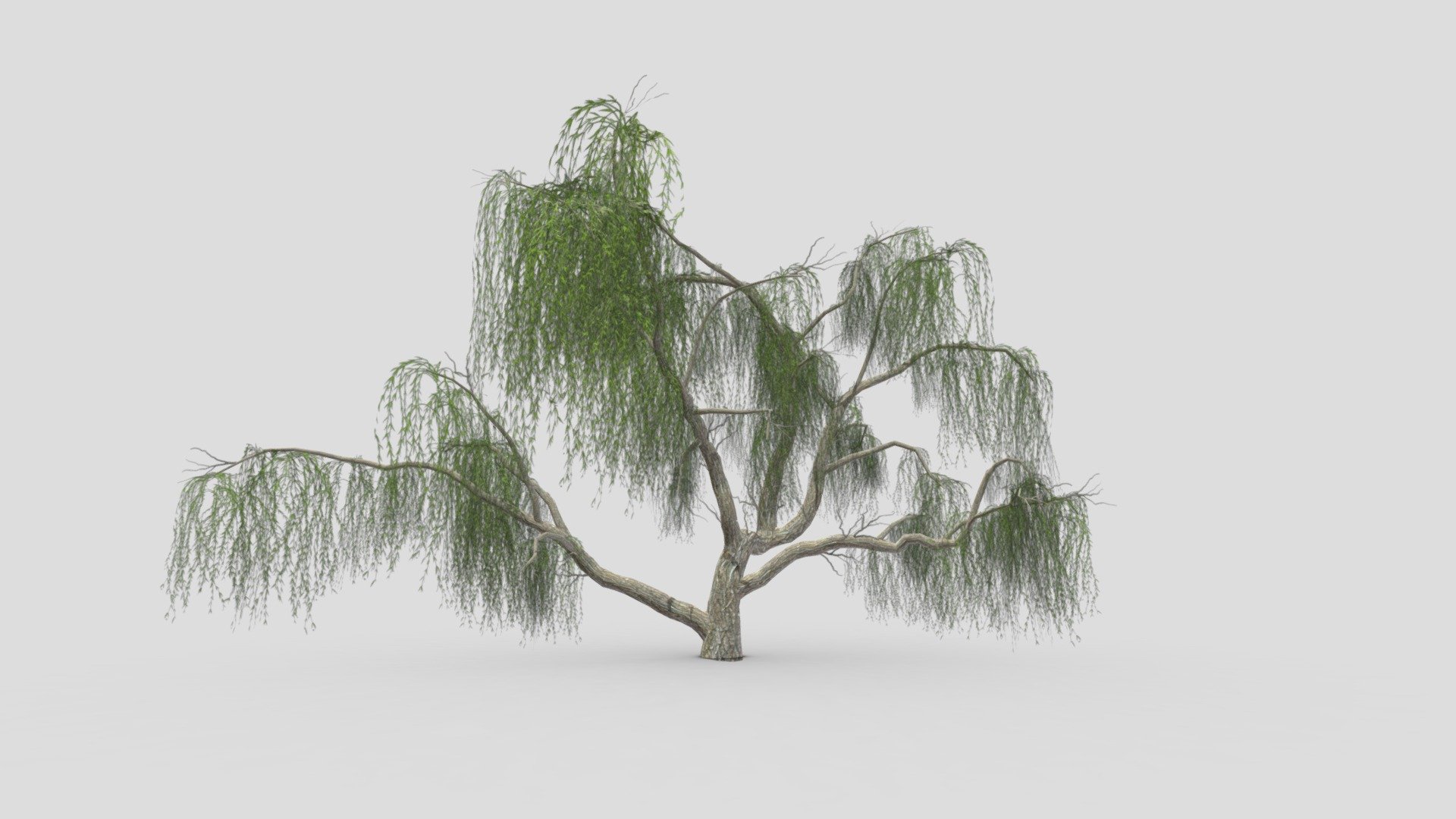 Weeping Willow Tree-07 3d model