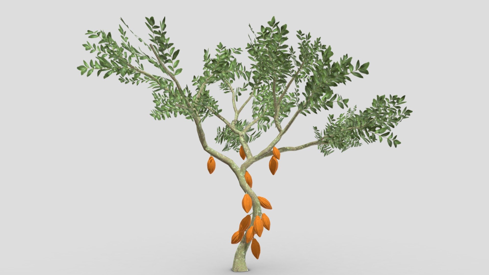 Cacao Tree( Orang Fruit)- 03 3d model