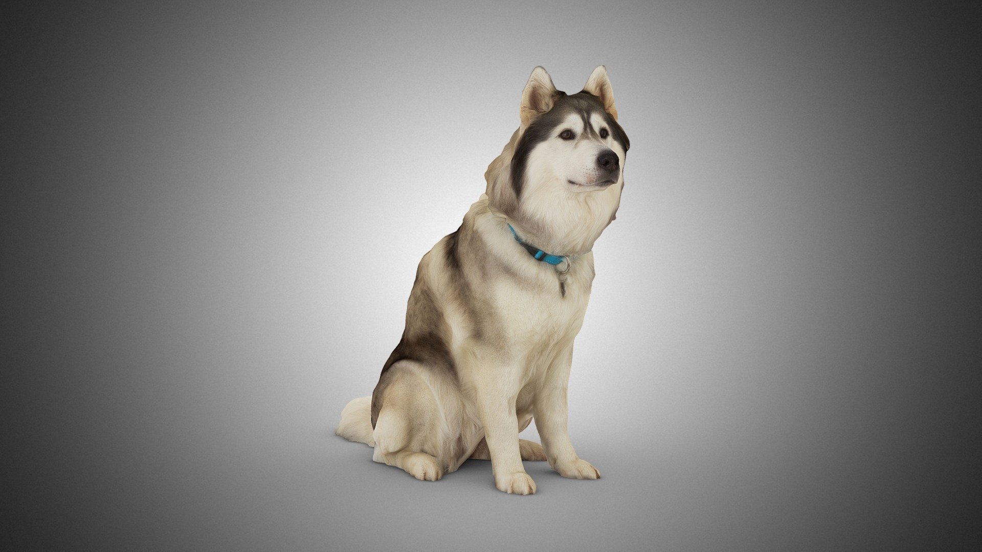 DOG C -1of3- Husky 3d model