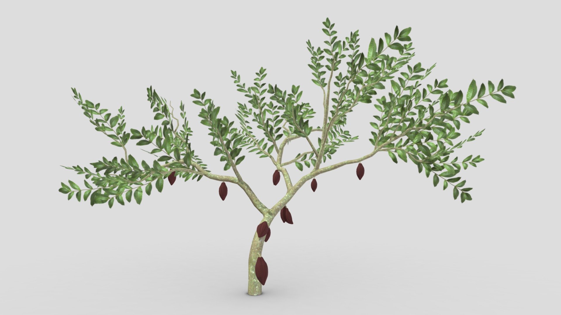 Cacao Tree(Brown Fruit)- 02 3d model