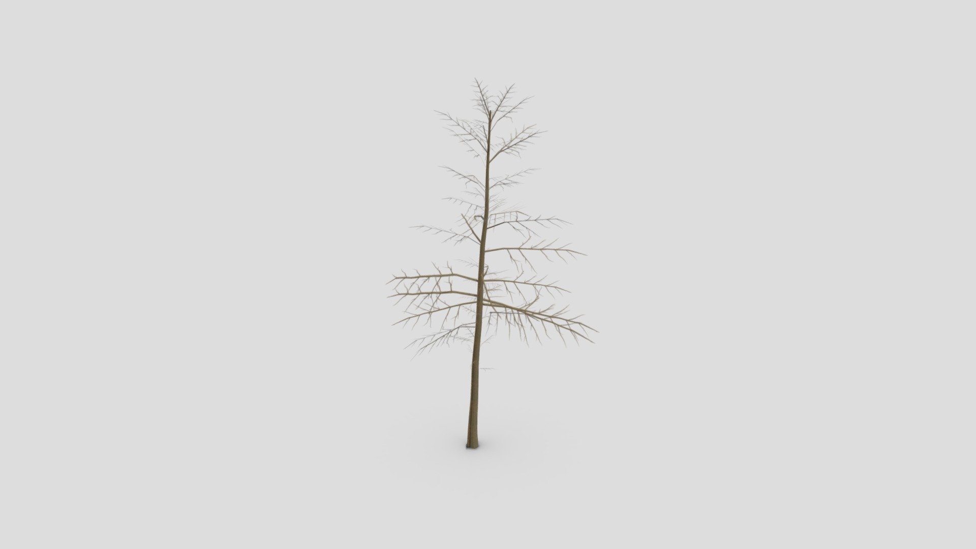 Pine Tree- Lowpoly_ 04 3d model