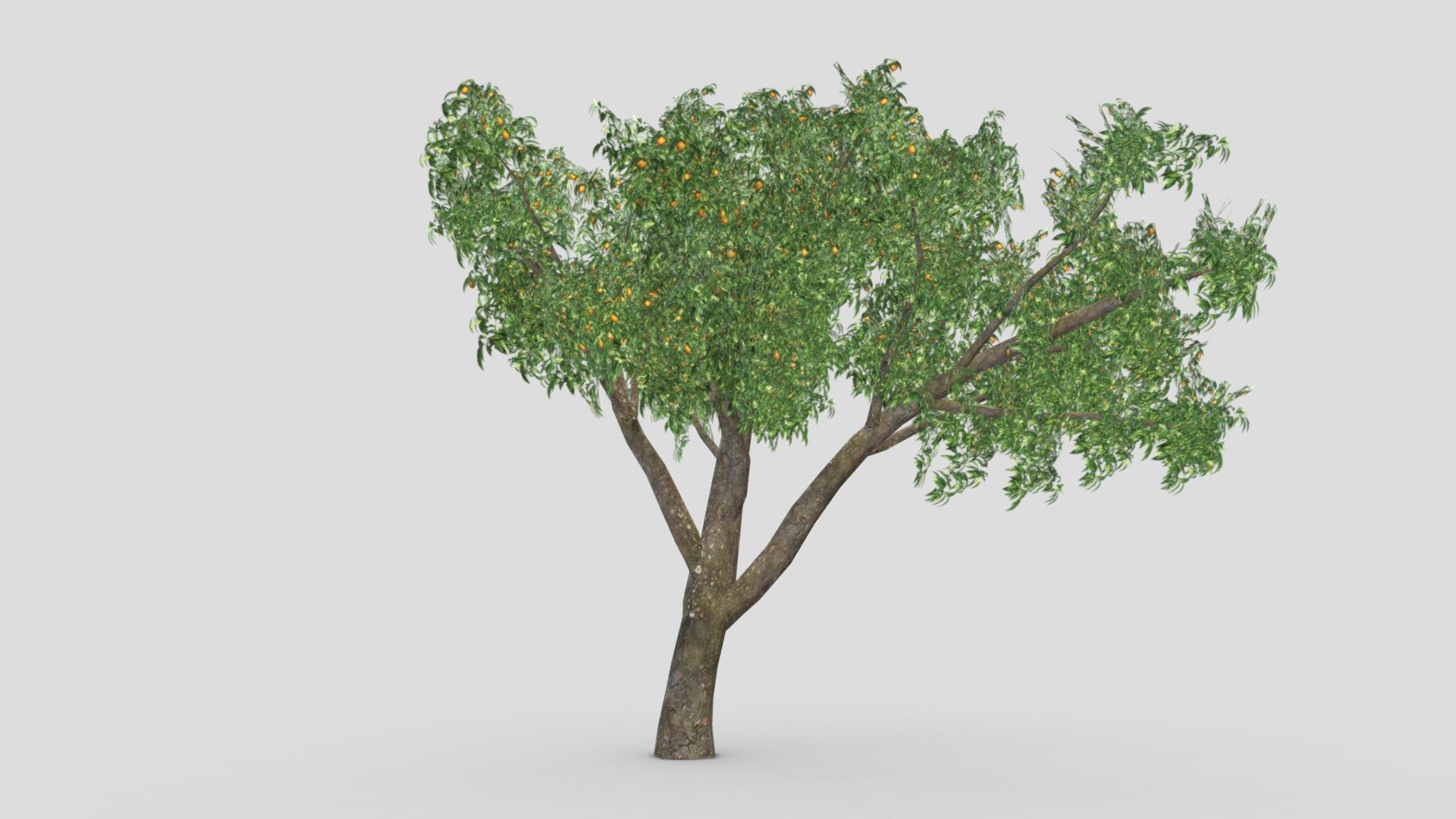 Orange Tree- S03 3d model