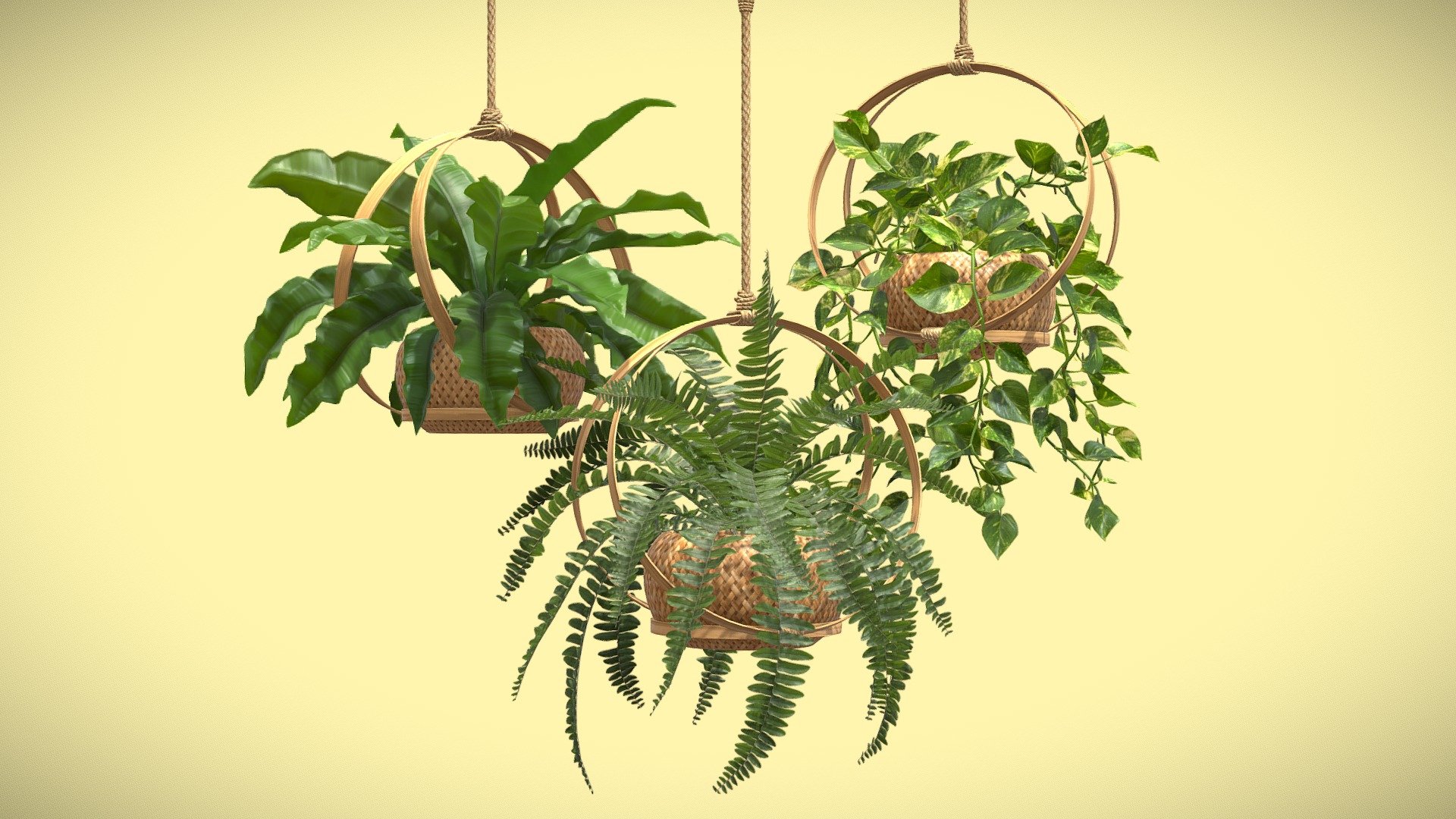 Hanging Plants 02 3d model