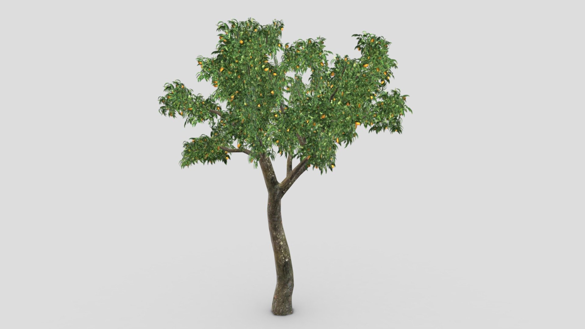 Orange Tree- S10 3d model