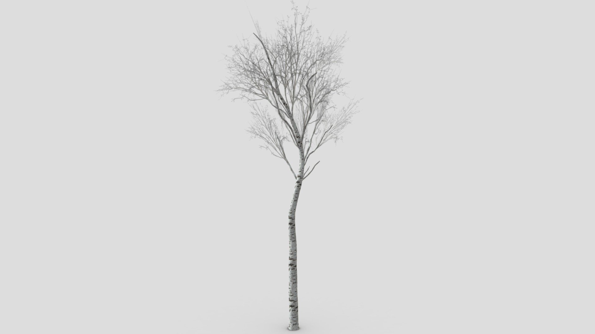 White Birch Tree-ST-37 3d model