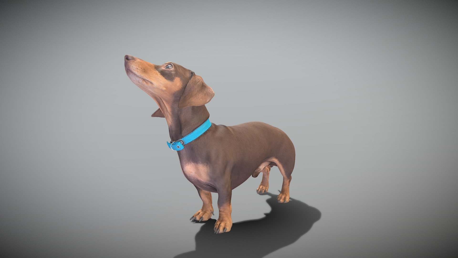 Playful dachshund dog 35 3d model