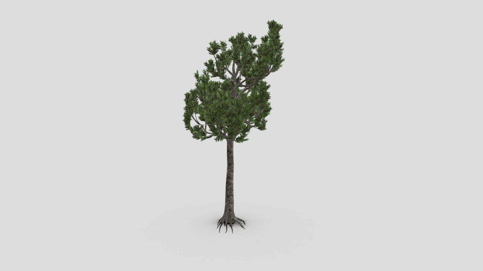 Kauri tree- S3 3d model