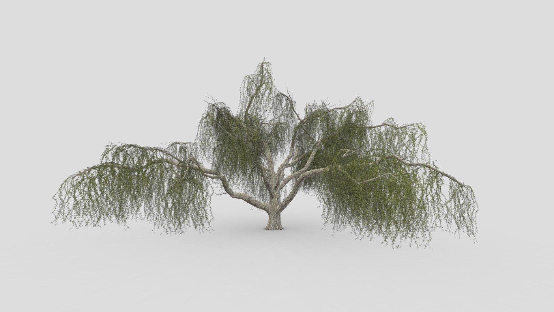 Weeping willow-17 3d model