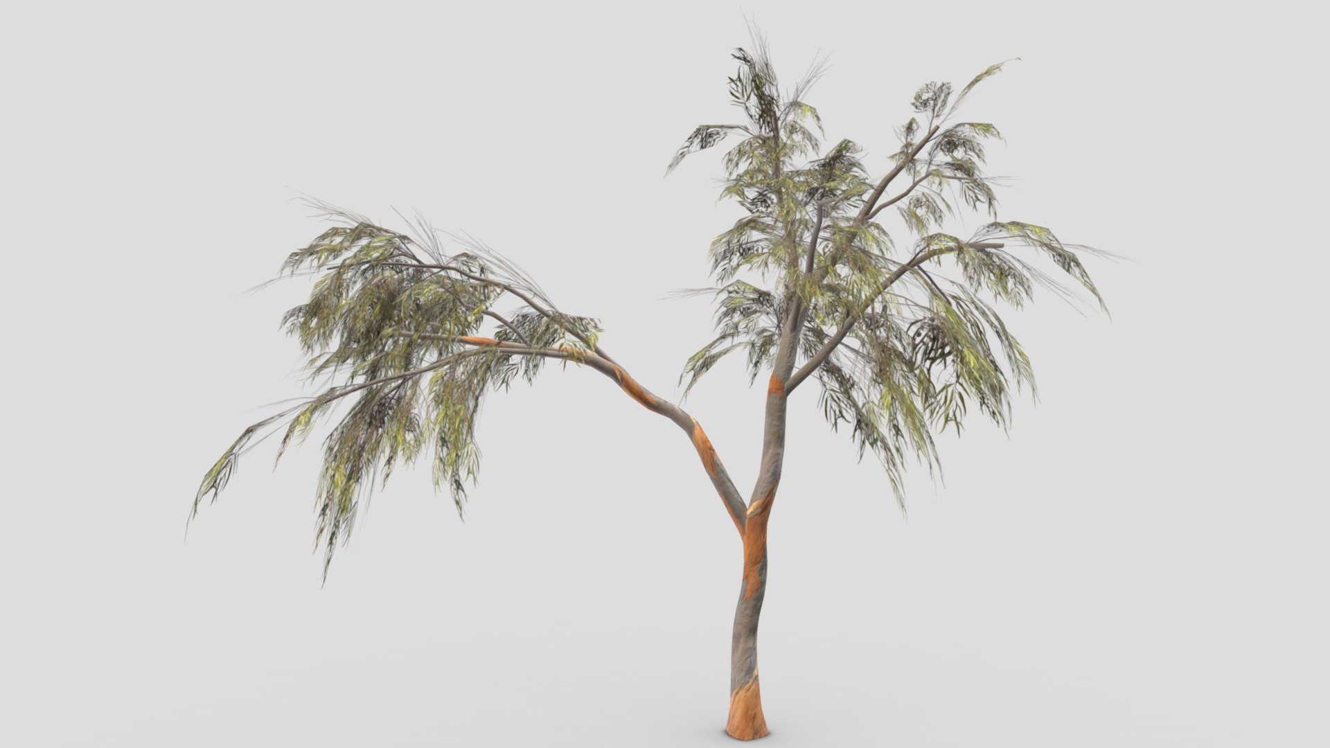 Eucalyptus Tree- 02 3d model