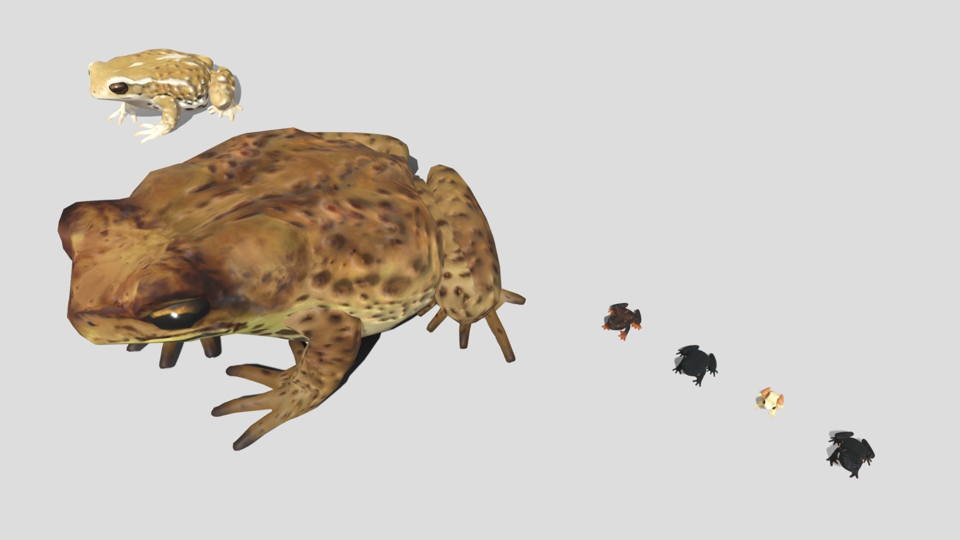 6 kinds of toad 3d model