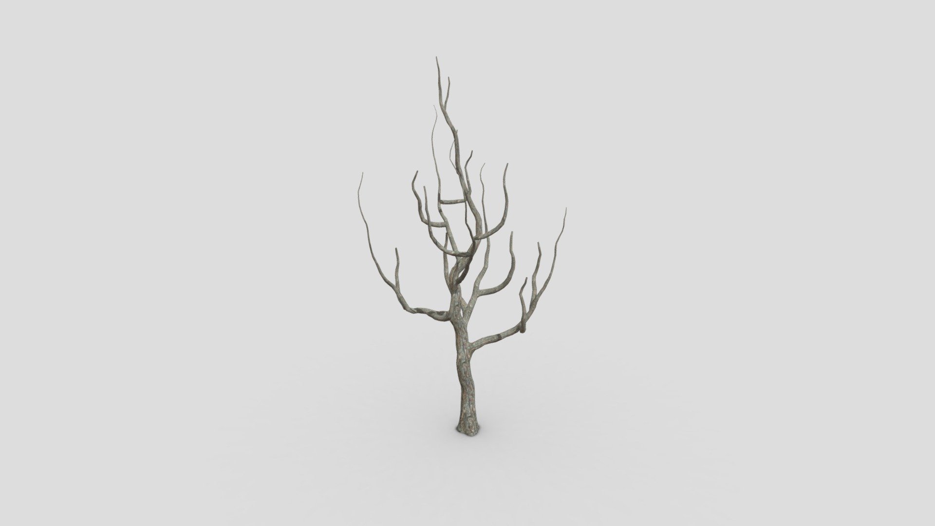 River birch-SK-14 3d model