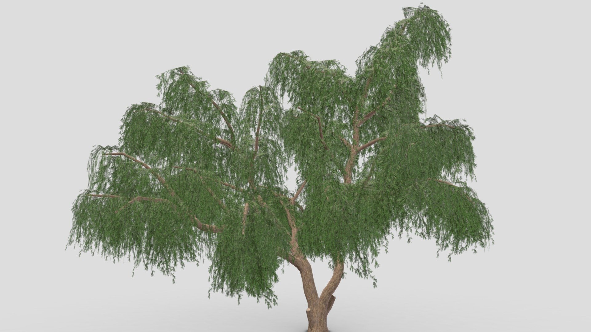 Prosopis Tree- 09 3d model