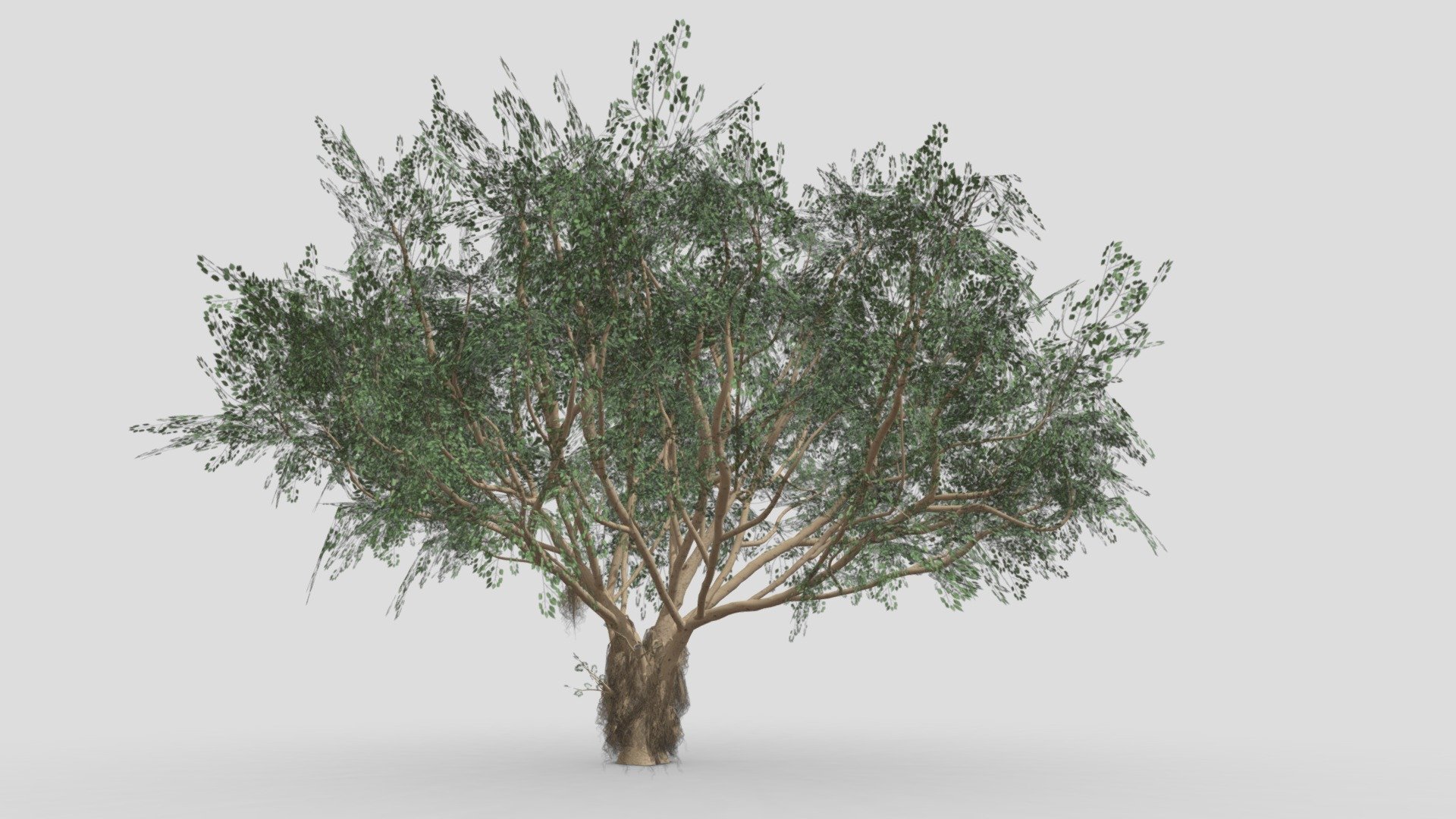 Ficus Benjamina Tree-S03 3d model