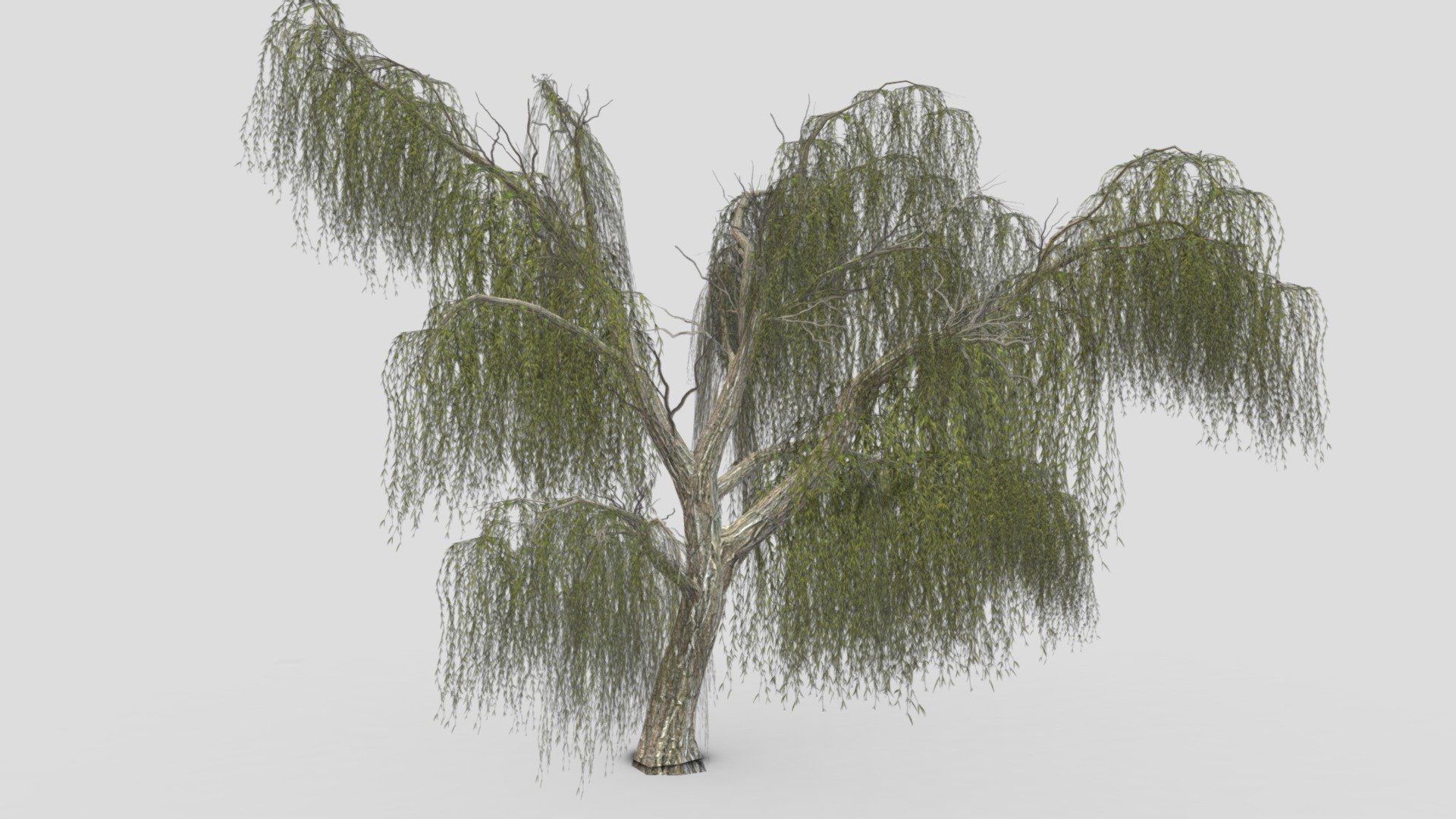 Weeping willow Tree-20 3d model